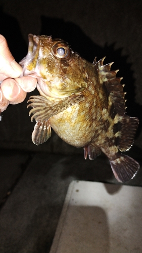 カサゴの釣果