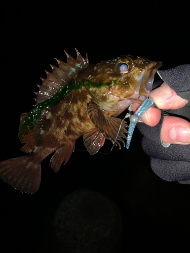 カサゴの釣果