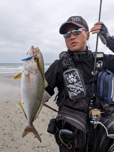 ショゴの釣果