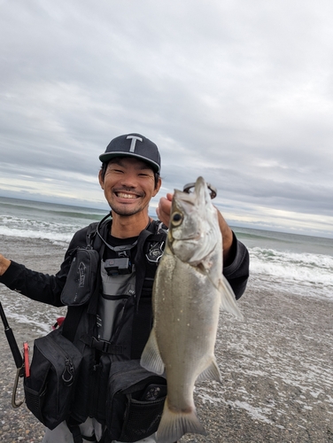 セイゴ（ヒラスズキ）の釣果