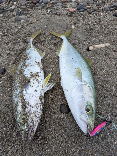 イナダの釣果