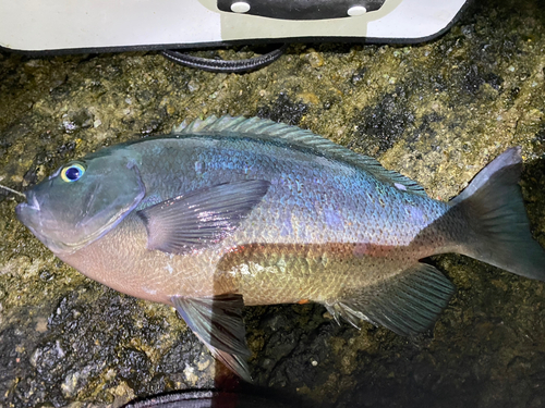 クチブトグレの釣果