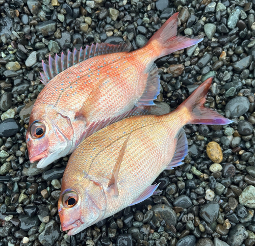 マダイの釣果