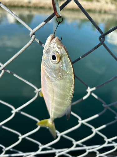 メッキの釣果