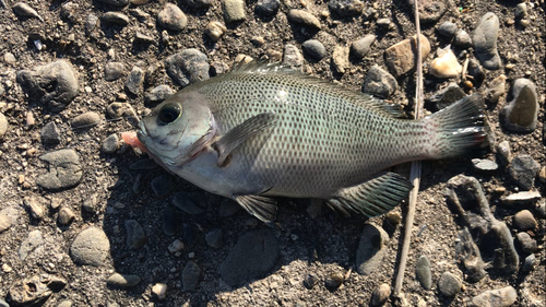 グレの釣果