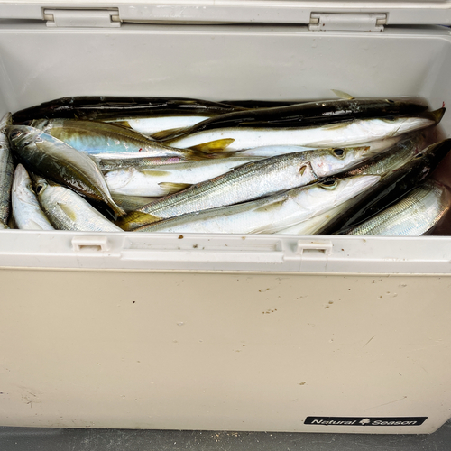 カマスの釣果