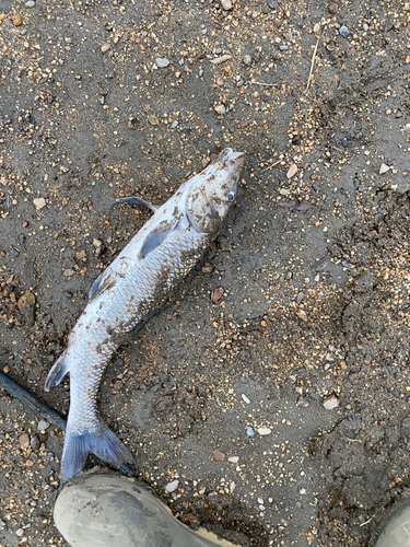 ニゴイの釣果