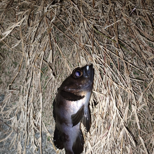 クロメバルの釣果