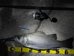 ヒラスズキの釣果