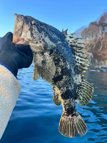 ベッコウゾイの釣果