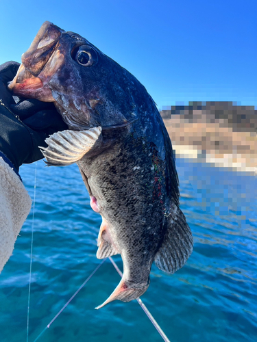 クロソイの釣果