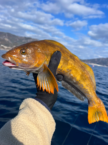 アイナメの釣果