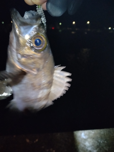 シロメバルの釣果