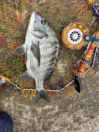 クロダイの釣果