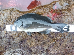 クチブトグレの釣果