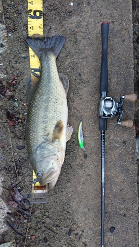 ブラックバスの釣果