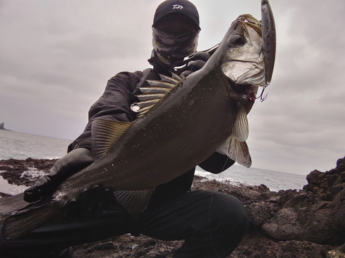 ヒラスズキの釣果