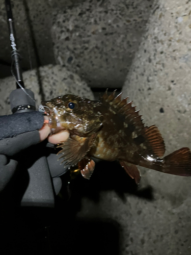 カサゴの釣果