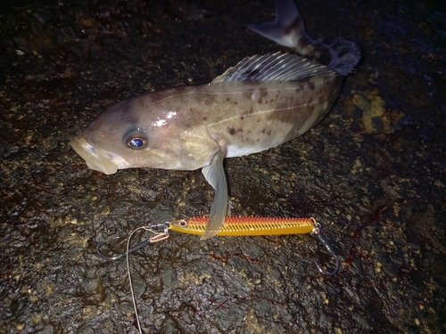 ホッケの釣果