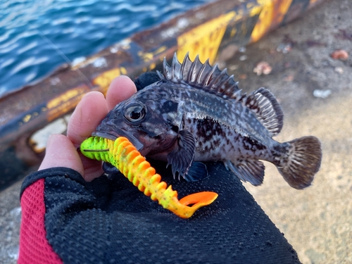 マゾイの釣果