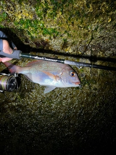 タイの釣果