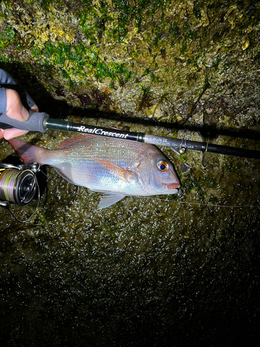 タイの釣果