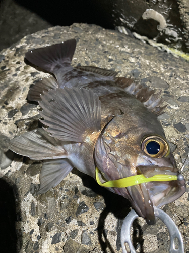 メバルの釣果