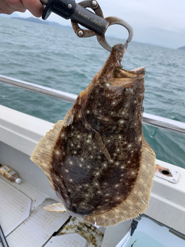 ヒラメの釣果