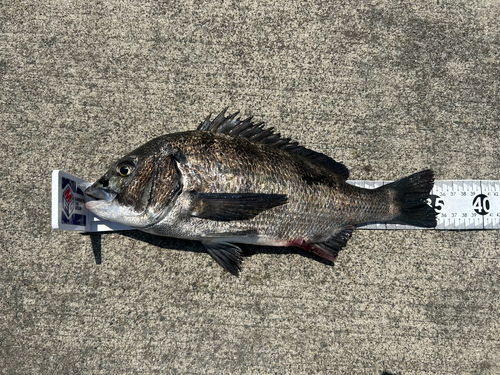 クロダイの釣果