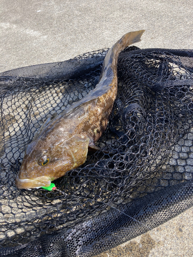 アイナメの釣果