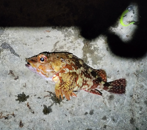 カサゴの釣果