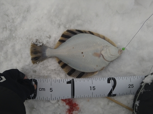 カワガレイの釣果