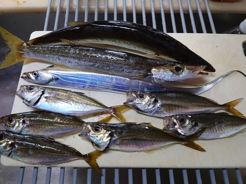 カマスの釣果