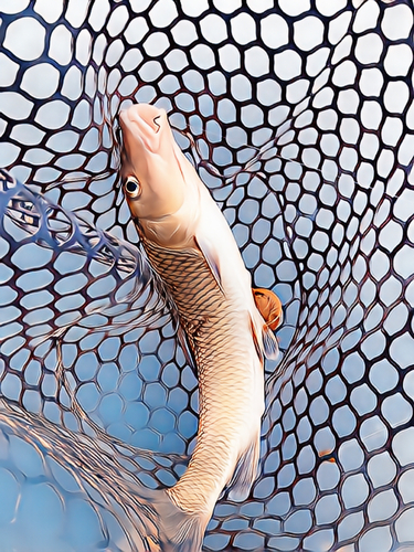 ニゴイの釣果