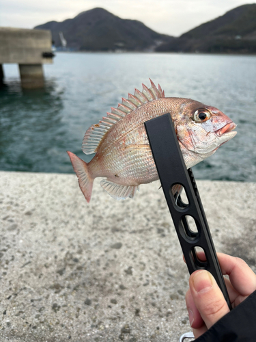 タイの釣果