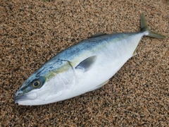 ツバスの釣果