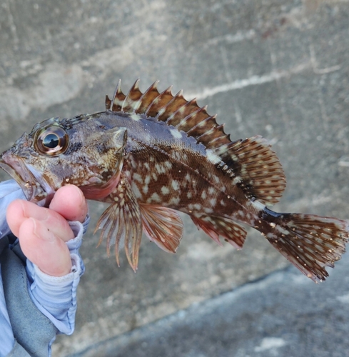 カサゴの釣果