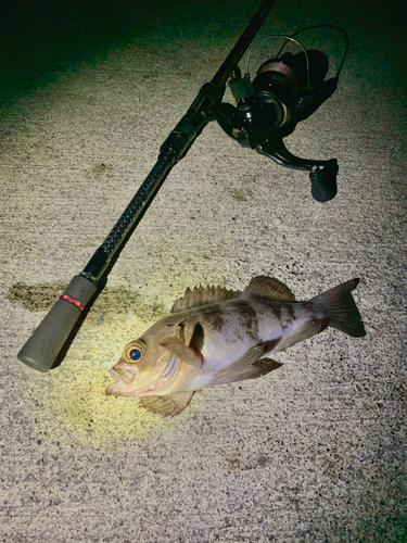 シロメバルの釣果