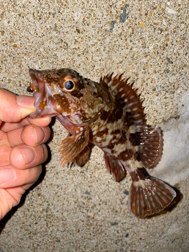 カサゴの釣果