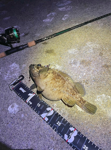 ムラソイの釣果