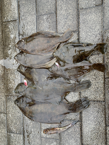 カレイの釣果