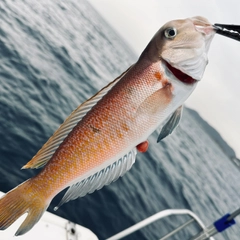 シロアマダイの釣果