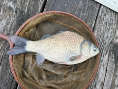 ヘラブナの釣果