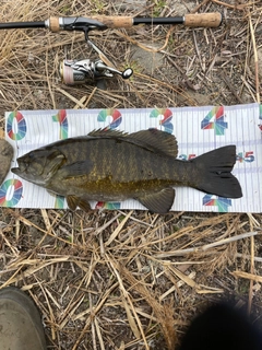 スモールマウスバスの釣果