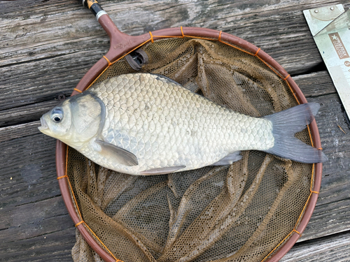 ヘラブナの釣果