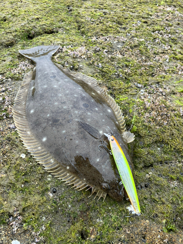 ヒラメの釣果