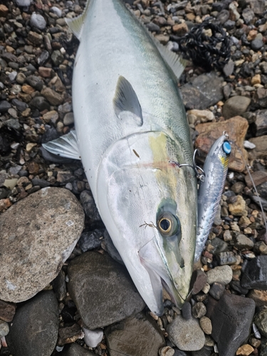 ハマチの釣果