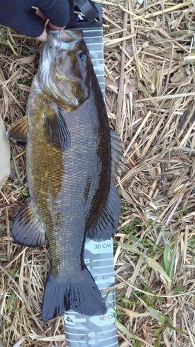 スモールマウスバスの釣果