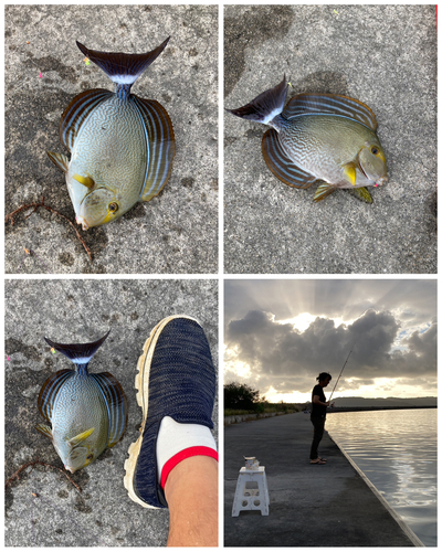 ニセカンランハギの釣果