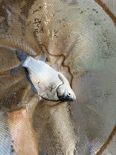 ヘラブナの釣果